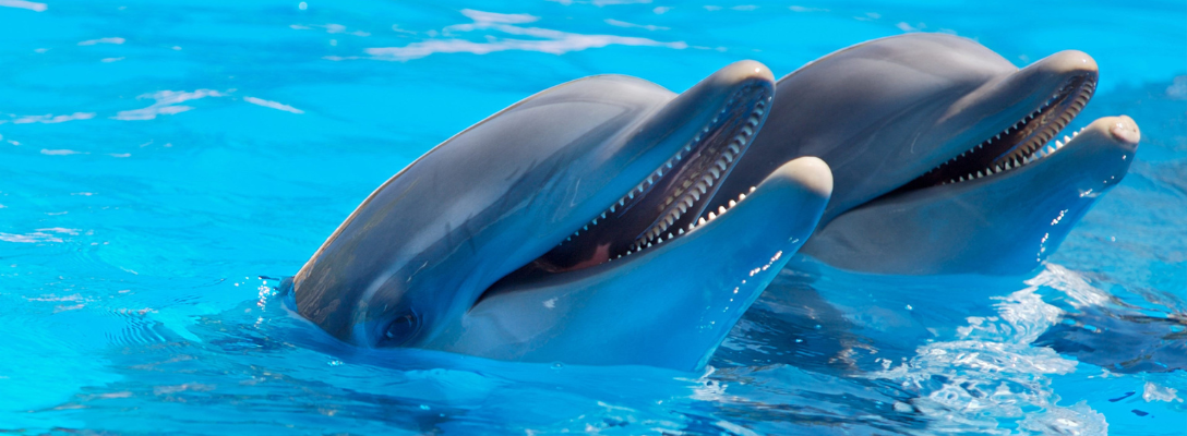 Dolphins at Siegfried & Roy's Dolphin Habitat in Las Vegas