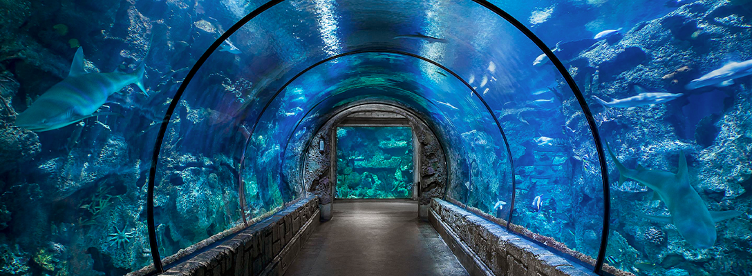 Mandalay Bay Shark Reef Aquarium in Las Vegas